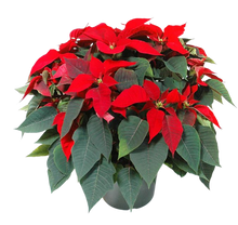 Load image into Gallery viewer, Holiday Florals