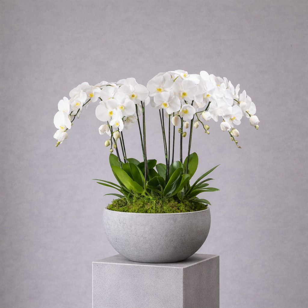 Orchid