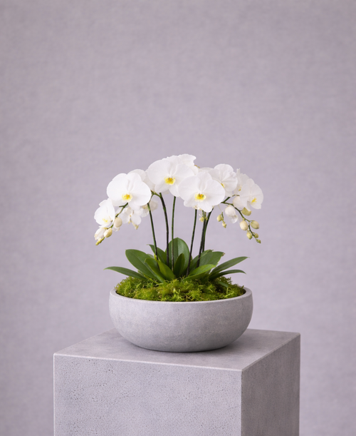 Orchid