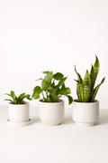 The Essential Greens