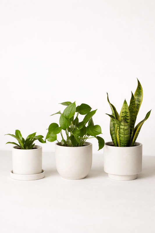 The Essential Greens