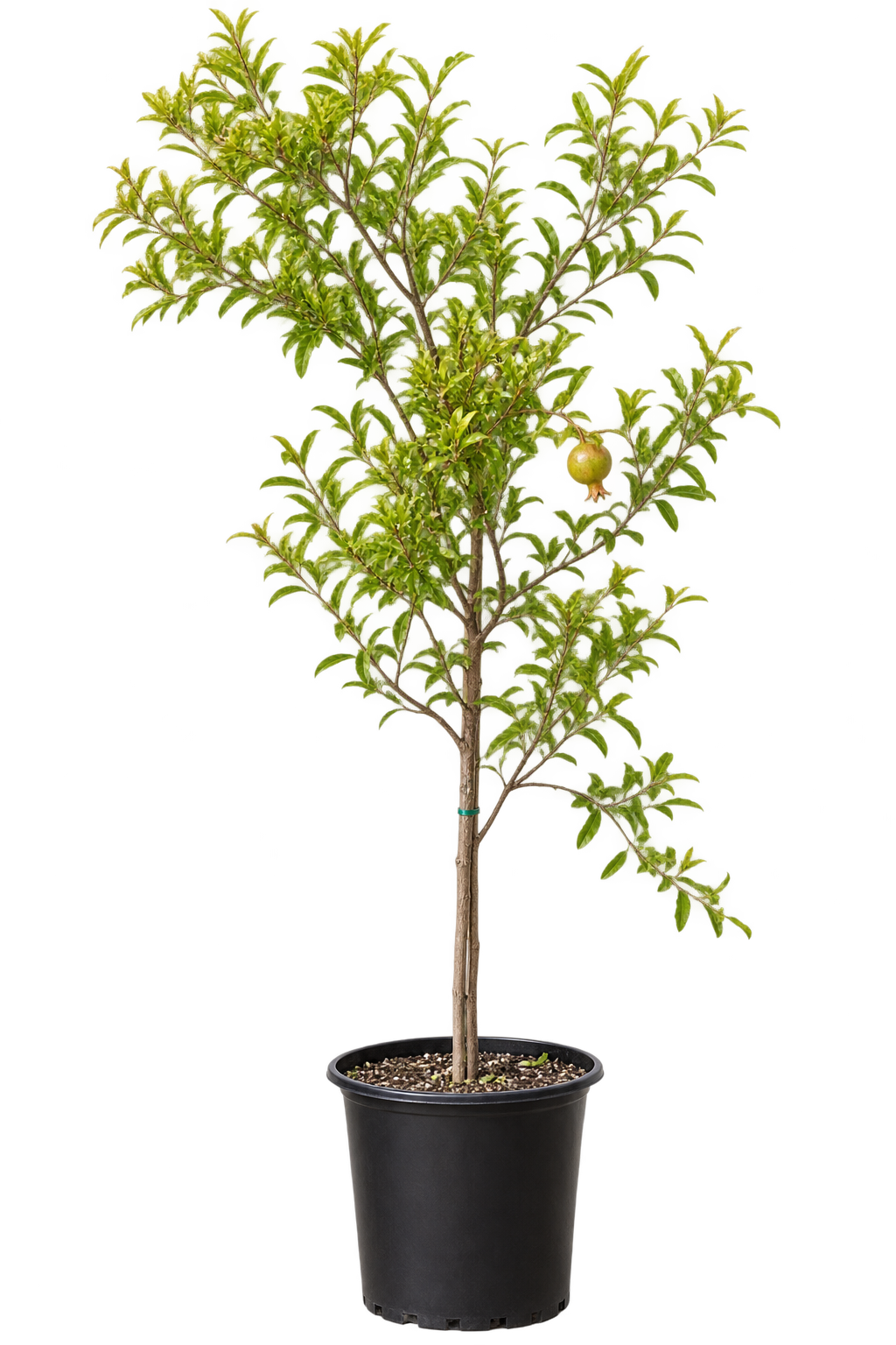 Plants