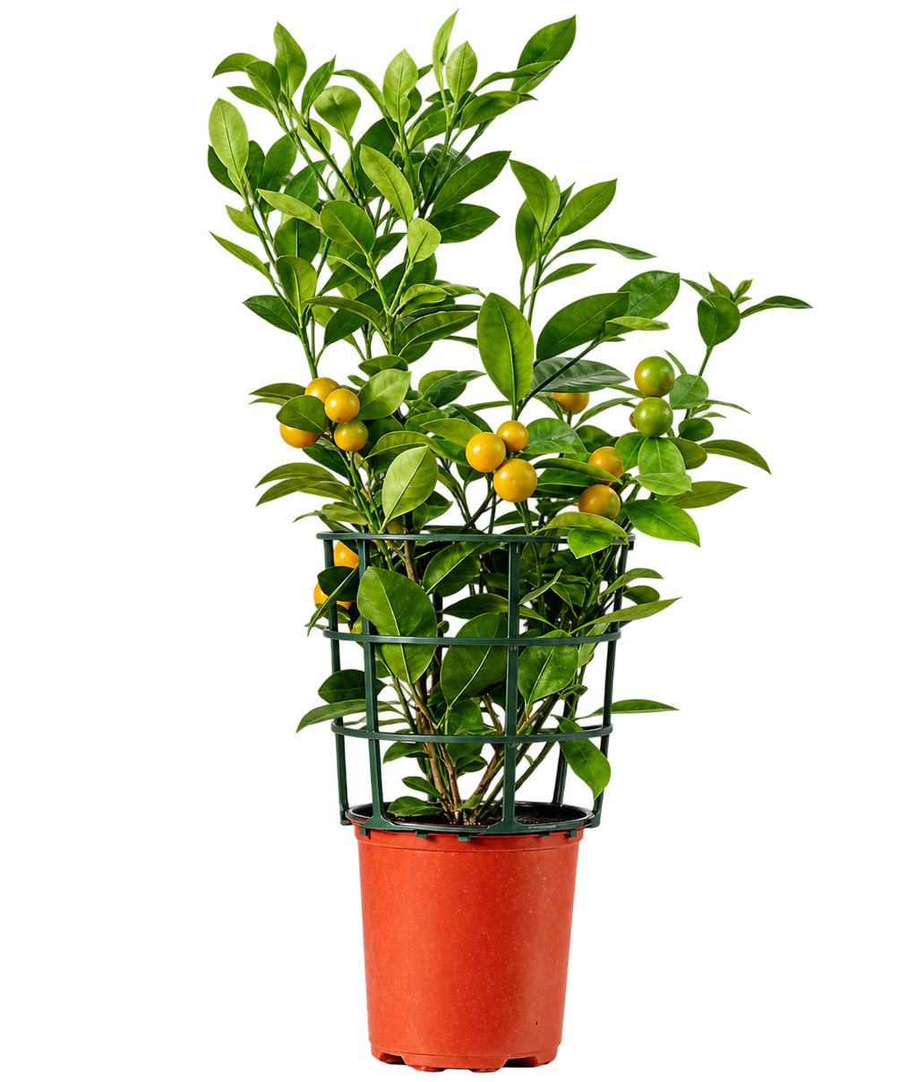 Plants