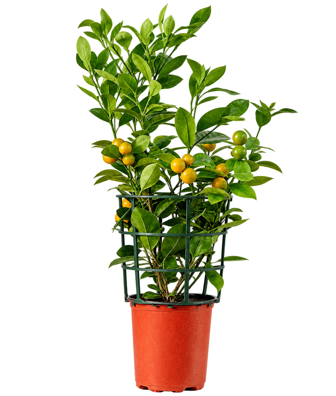Plants