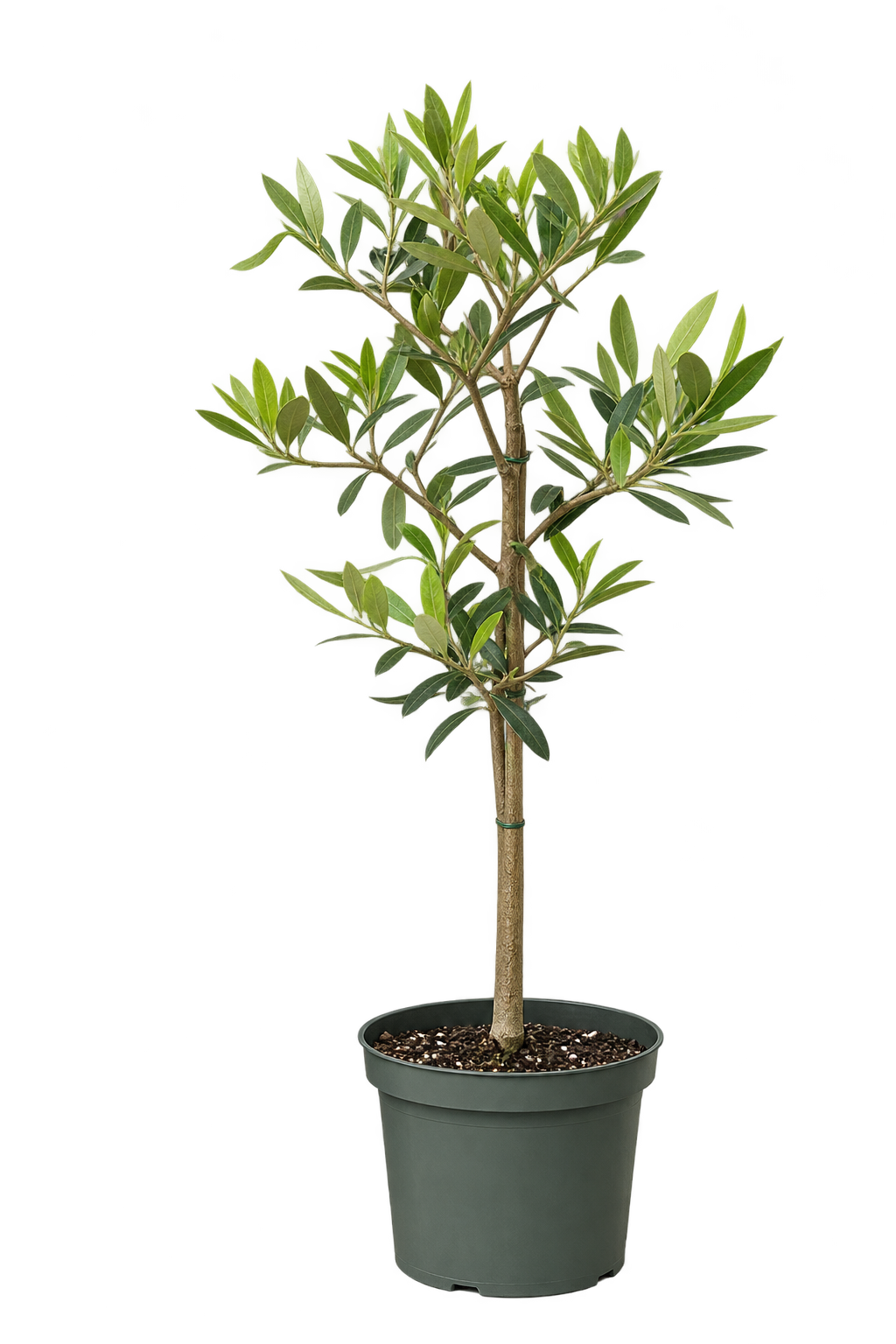 Plants