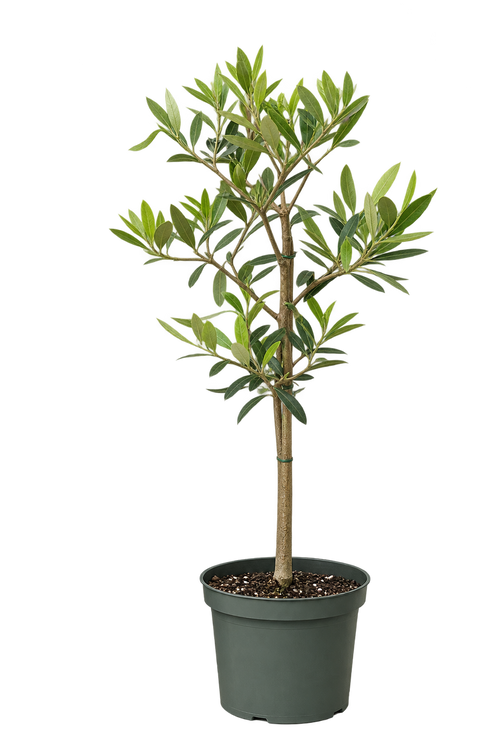 Plants